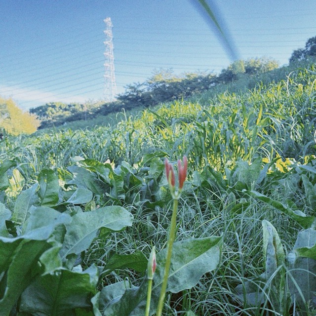 わたしのさんぽ 2ページ目の写真