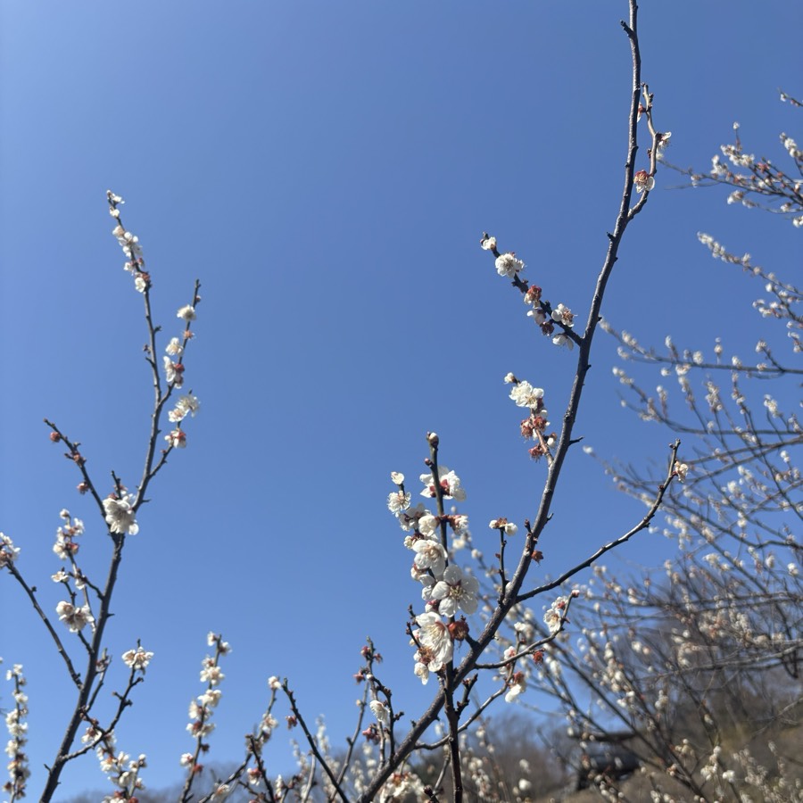 わたしの好きな空 4ページ目の写真:快晴と梅